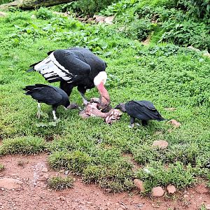 Andean Condor and Black Vultures