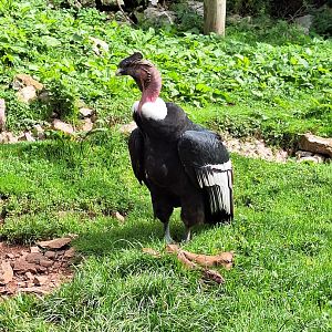Andean Condor