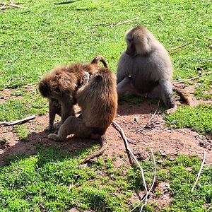 Hamadryas Baboons
