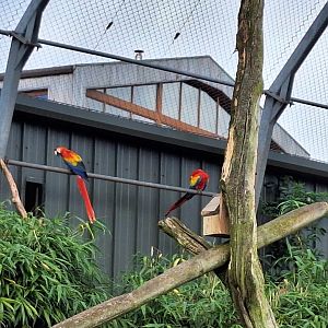 Scarlet Macaws