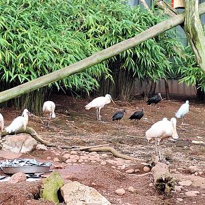 Glossy Ibis, Little Egret and Roseate Spoonbills