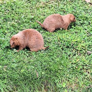 Prairie Dogs