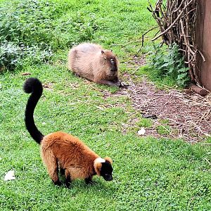 Capybara and Red Ruffed Lemur