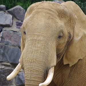 Opal- African Elephant cow- Elephant Kingdom- 2/6/2023