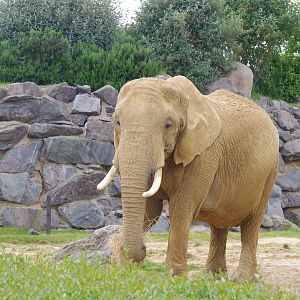 Opal- African Elephant cow- Elephant Kingdom- 2/6/2023