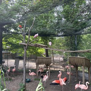 Flamingo Aviary Interior- 2023