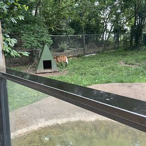 Maned Wolf Exhibit- 2023