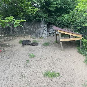 Peccary Exhibit- 2023