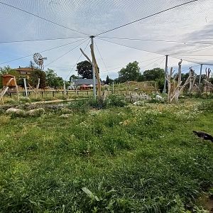 West Cape - pelicans and others