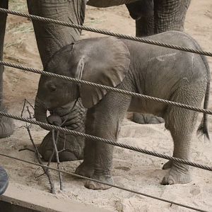 New Elephant Calf!!!