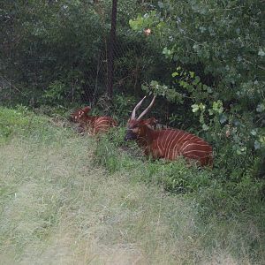 Bongo with Calf