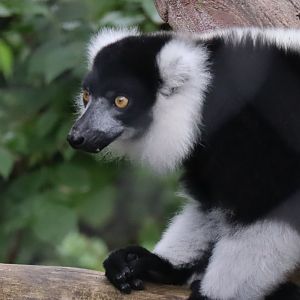 Black and White Ruffed Lemur