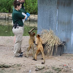 Geoffrey's Spider Monkey