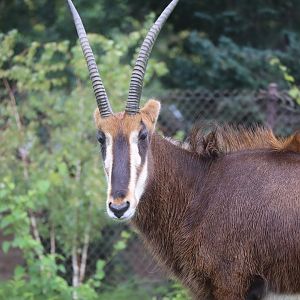 Sable Antelope
