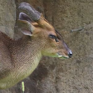 Muntjac