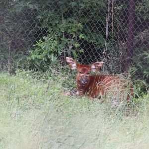 Bongo Calf