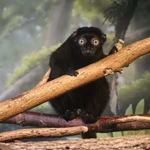 Blue Eyed Black Lemur