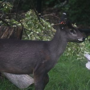 Tufted Deer