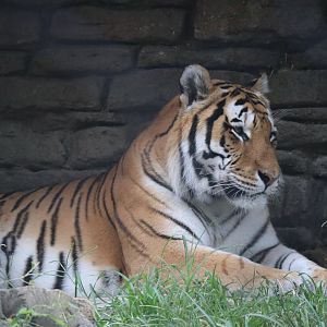 Sputnik the Tiger