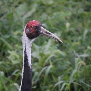 White Naped Crane Eye