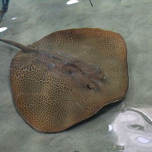 Fine-spotted leopard whipray (Himantura tutul)