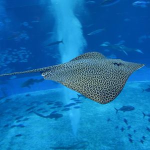 Leopard whipray (Himantura leoparda)