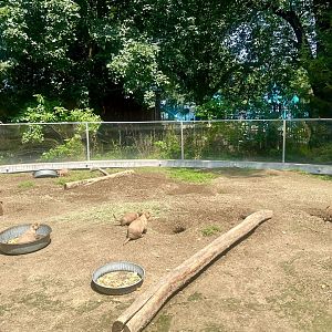 Prairie Dog Exhibit