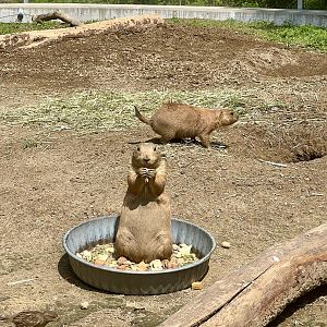 Prairie Dog