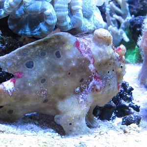 Painted Frogfish at Jenkinson's Aquarium