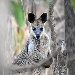 Swamp Wallaby