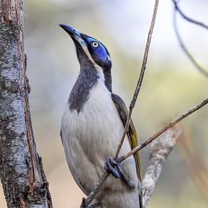Blue-faced Honeyeater
