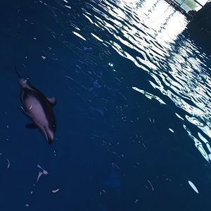 Pacific white sided dolphin