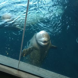 Beluga whale