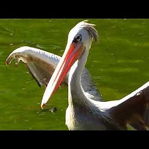 Audubon Zoo - YouTube