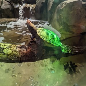 Diamondback Terrapin