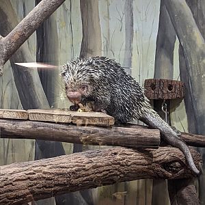 Prehensile-tailed Porcupine