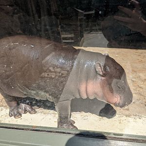 Baby Pygmy Hippo "Huckleberry"