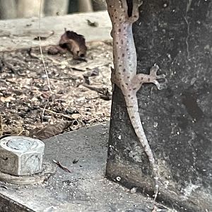 Gecko ID?