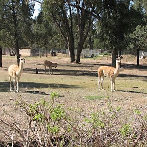 WPZ 2007 - Guanacos and Patagonian Mara, South American paddock