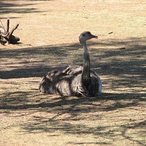 WPZ 2007 - Greater Rhea, South American paddock