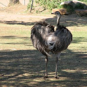 WPZ 2007 - Greater Rhea, South American paddock