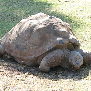 WPZ 2007 - Galapagos Giant Tortoise