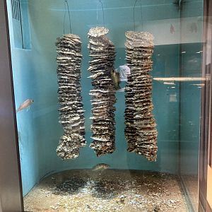 Oyster farm small tank