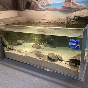 Horseshoe crab tank