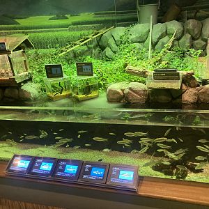 Freshwater tank with beetle exhibits