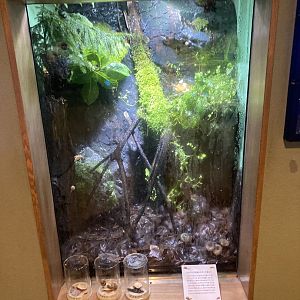 Endemic snail exhibit