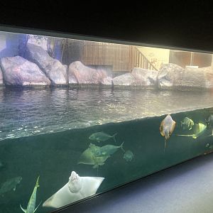 Ray tank from middle viewing area