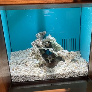 Mantis shrimp tank example