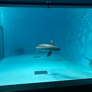 Finless porpoise tank