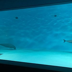 Finless porpoise tank